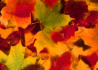 Webquest: What is Fall? | Recurso educativo 34921