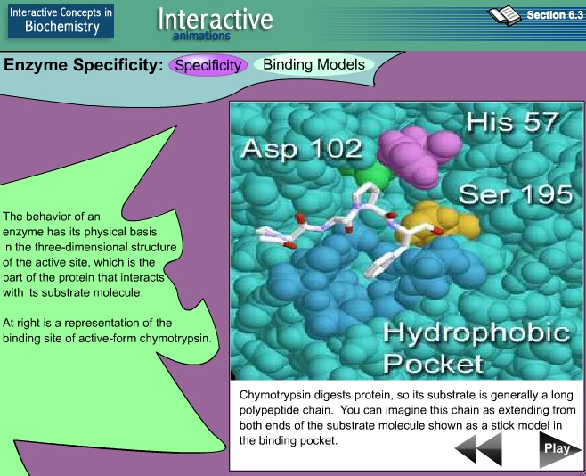 Video: Enzyme Specificity | Recurso educativo 39918