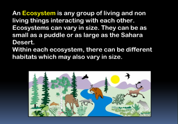 Habitats and ecosystems | Recurso educativo 40397