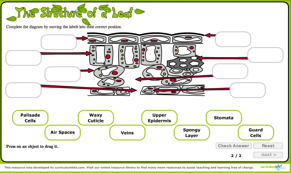 The structure of a leaf | Recurso educativo 41184