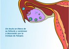 Fecundación de un óvulo | Recurso educativo 41365