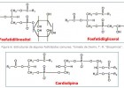 Fosfolípids | Recurso educativo 46629