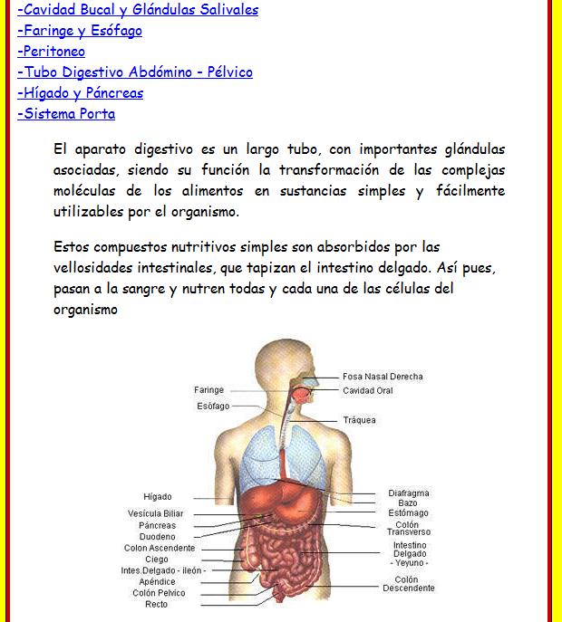 El sistema digestivo | Recurso educativo 46678