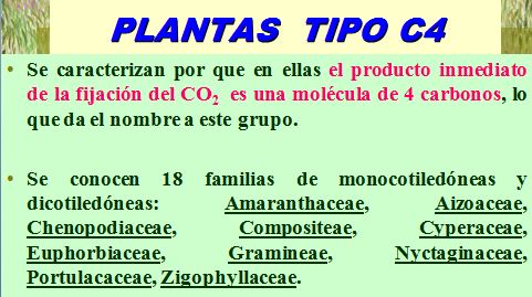 Plantas C4 | Recurso educativo 47649