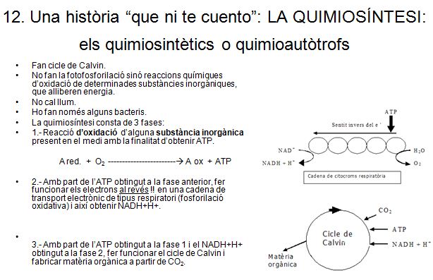 Metabolisme autòtrof | Recurso educativo 47667