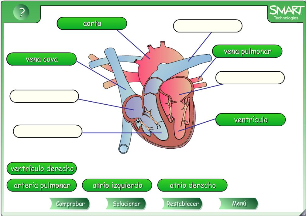 El corazon | Recurso educativo 47707