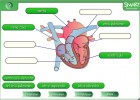 El corazon | Recurso educativo 47707