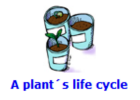 A plant's life cycle | Recurso educativo 48270