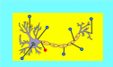 Quiz: Neuron | Recurso educativo 60085