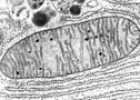 Peroxisomas, glioxisomas y mitocondrias | Recurso educativo 61694