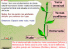 Interactivo: las plantas | Recurso educativo 12391