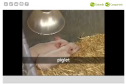 Video: Baby animals | Recurso educativo 15071