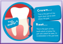 The structure of a tooth | Recurso educativo 17866