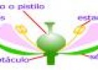 Frutos | Recurso educativo 2319