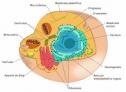La célula: Composición, Estructura y Función | Recurso educativo 23971