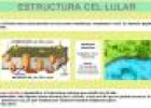 Estructura cel·lular | Recurso educativo 24217