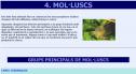 Mol·luscs | Recurso educativo 25326