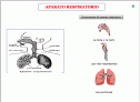 El cuerpo humano | Recurso educativo 25494