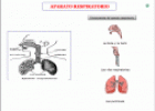 El cuerpo humano | Recurso educativo 25494