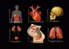 Aparatos del cuerpo humano | Recurso educativo 26815