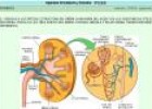 La estructura del riñón | Recurso educativo 27016