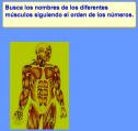 ¿dónde están los musculos? | Recurso educativo 3040