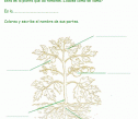 Las plantas y los alimentos | Recurso educativo 31273