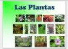 Las plantas | Recurso educativo 32186