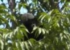 Águila de cabeza blanca (Haliaeetus leucocephalus. Linnaeus, 1766) | Recurso educativo 3267