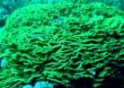 Coral ondulante amarillo (Turbinaria mesenterina) | Recurso educativo 3293