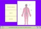 El sistema nerviós i els sentits | Recurso educativo 4461