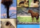 La clasificación de los animales | Recurso educativo 66320