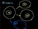 Phases of Mitosis | Recurso educativo 72060