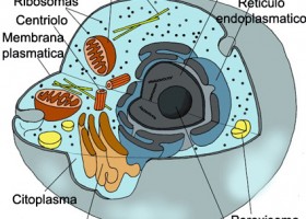 adn-dna: 355- Videojuego gratuito para el estudio de la célula | Recurso educativo 115364