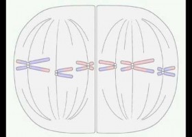 adn-dna.net 0002 La meiosis | Recurso educativo 115804