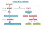 Control hormonal del ciclo menstrual.jpg | Recurso educativo 119430