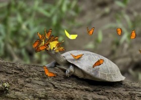 Mariposas que beben lágrimas | Recurso educativo 724988