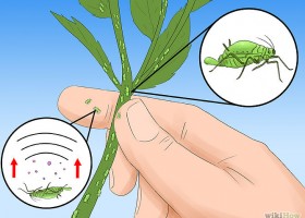 How to Control Aphids | Recurso educativo 727223