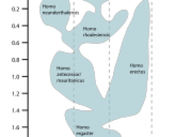 Evolución humana - Wikipedia, la enciclopedia libre | Recurso educativo 730812