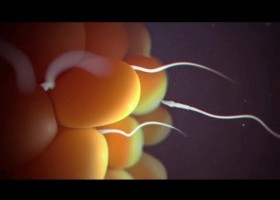 Fertilisation | Recurso educativo 734475