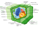 Célula vexetal | Recurso educativo 734920