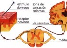 ¿Cómo funciona el estímulo del dolor? | Recurso educativo 735046