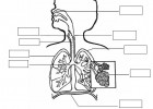 Aparato respiratorio | Recurso educativo 735130