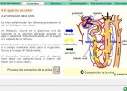 Formación de la orina | Recurso educativo 735923