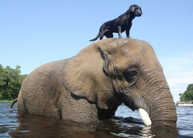 Elefante y perro jugando | Recurso educativo 730496