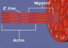 Microanatomia Muscular | Recurso educativo 738032