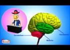 The Nervous System - | Recurso educativo 738840