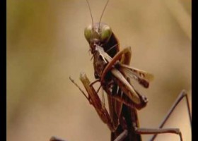 Lagarto ocelado mantis | Recurso educativo 746554