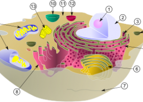 El nucli cel·lular | Recurso educativo 746805