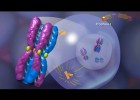 LA MEIOSIS | Recurso educativo 755671